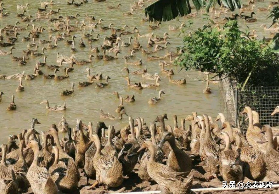 蛋鹅养殖前景如何,蛋鹅的养殖成本及利润