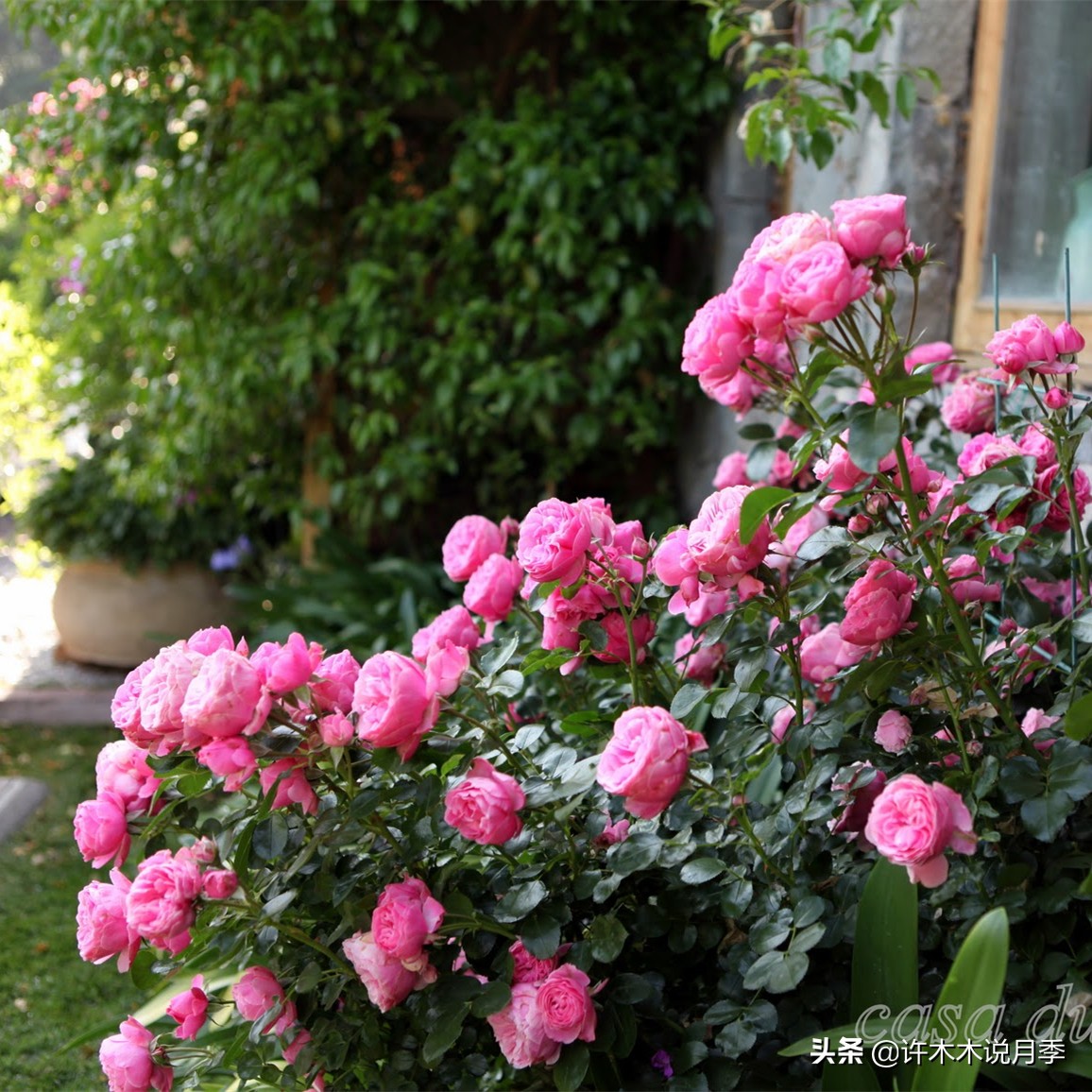 月季为什么不开花和品种有关系吗,买回来的月季不长花骨朵怎么办