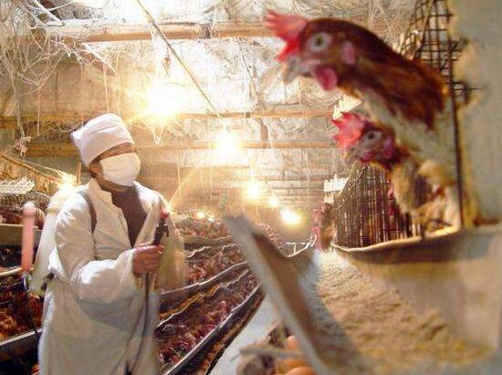 产蛋鸡冬天鸡舍温度多少合适,冬天鸡舍里的温度