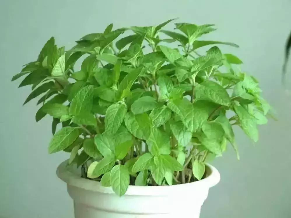 种什么蔬菜可吸甲醛,坪地吸甲醛的植物