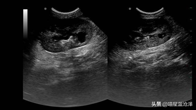 小心!您的猫距离下泌尿道综合征可能只隔一碗水的距离