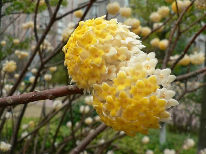 安徽农业种植致富项目,农民种植玉米致富吗视频