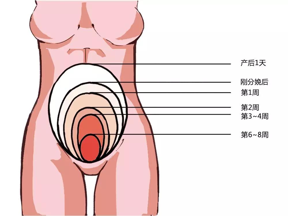 产后妈妈如何看自己月经恢复,产后怎么判断子宫恢复位置正常