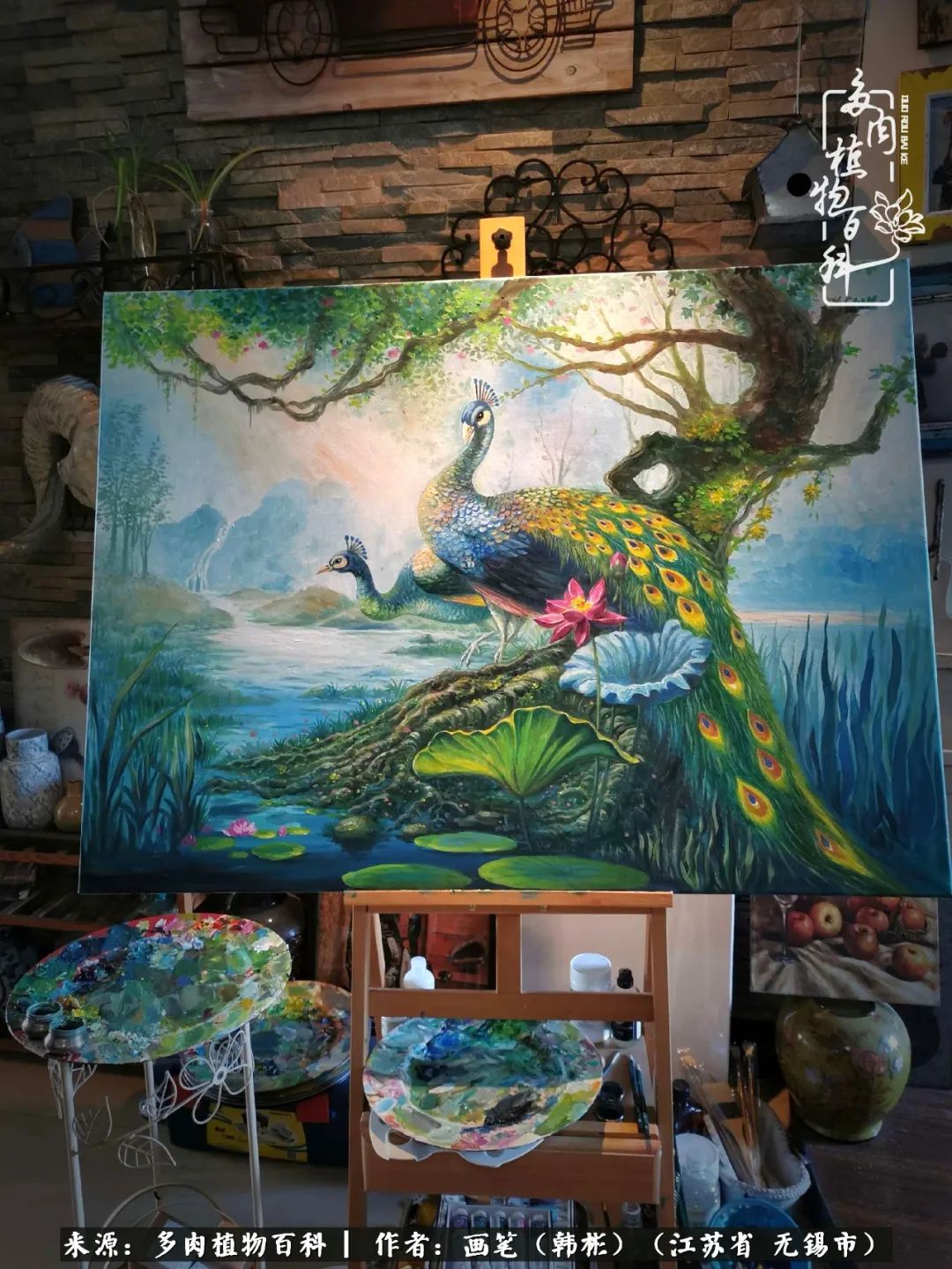 阳台多肉花园简直美翻了,适合男生养的多肉