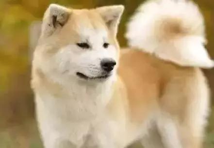 最忠诚又可爱的狗狗十大排名,狗狗忠诚十大排名