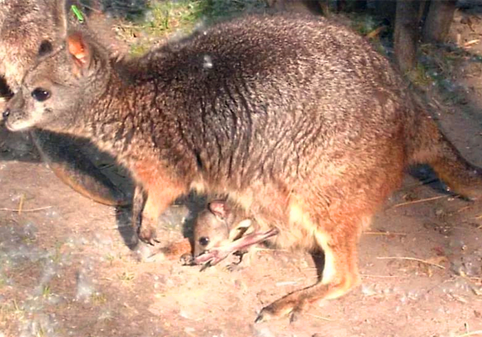 怀胎三年故事,怀胎四年的故事