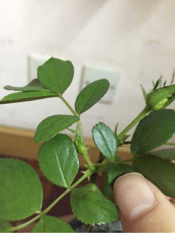 月季苗怎么养壮？记住“2点”，一年长成大盆栽，开花数量多10倍