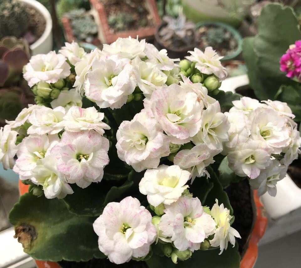 十大好养的懒人花好看,家中常种的十种吉祥花