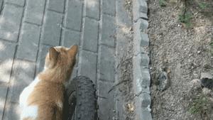 自从有了橘猫,我终于体会到什么叫“十橘九渣”!