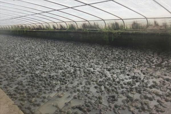 黑斑蛙养殖：养一亩青蛙能赚多少钱？养青蛙的成本和利润？