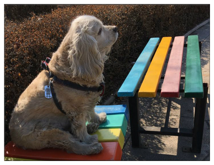 残疾狗狗多次被遗弃迎来10年大运,狗狗生病被遗弃却一步未离开