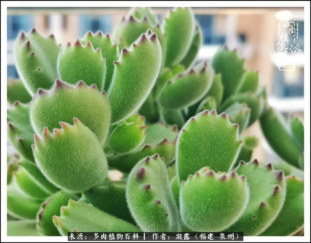 多肉日记严选,多肉日记大全100字