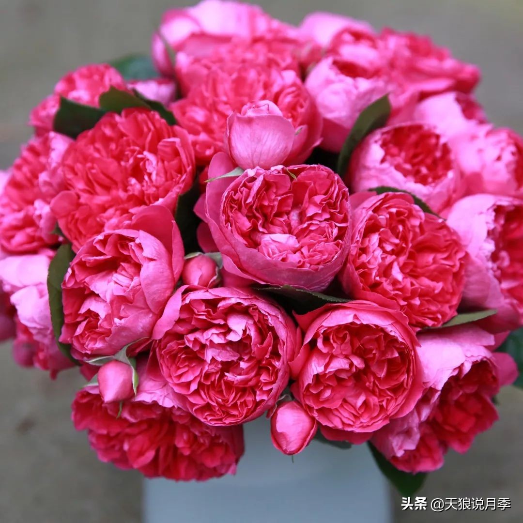 4月最浪漫的一次花开，是171个低价月季小苗带来的巅峰时刻！