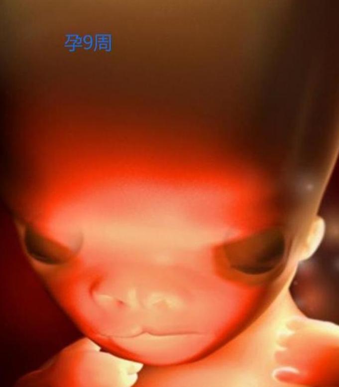 胎儿形成全过程曝光，9张高清图让你致敬母亲：母爱有多伟大