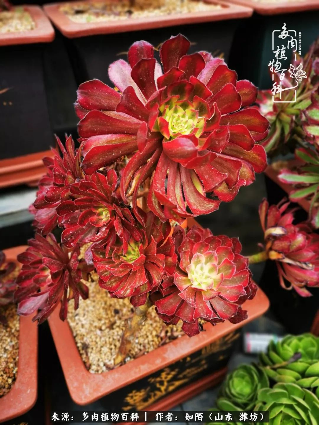 凤凰涅槃，浴火重生！多肉法师圣斗士们的秋天！（附养护经验）