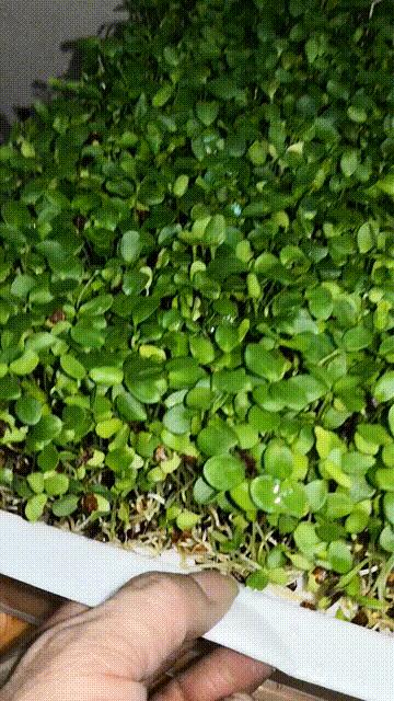 红油香椿芽苗菜种植,怎样种香椿芽苗菜