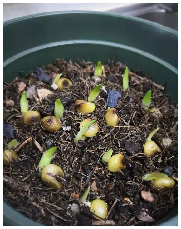 君子兰从配土到开花的五种步骤,君子兰怎么样繁殖出小的君子兰