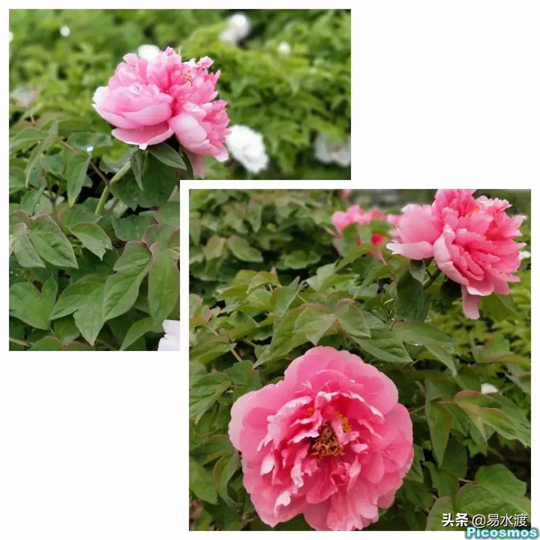 易县好玩,易县谢村文化广场五一