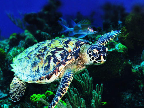 我的爱好之一是的英语,我的爱好之一是弹钢琴用英语怎么说