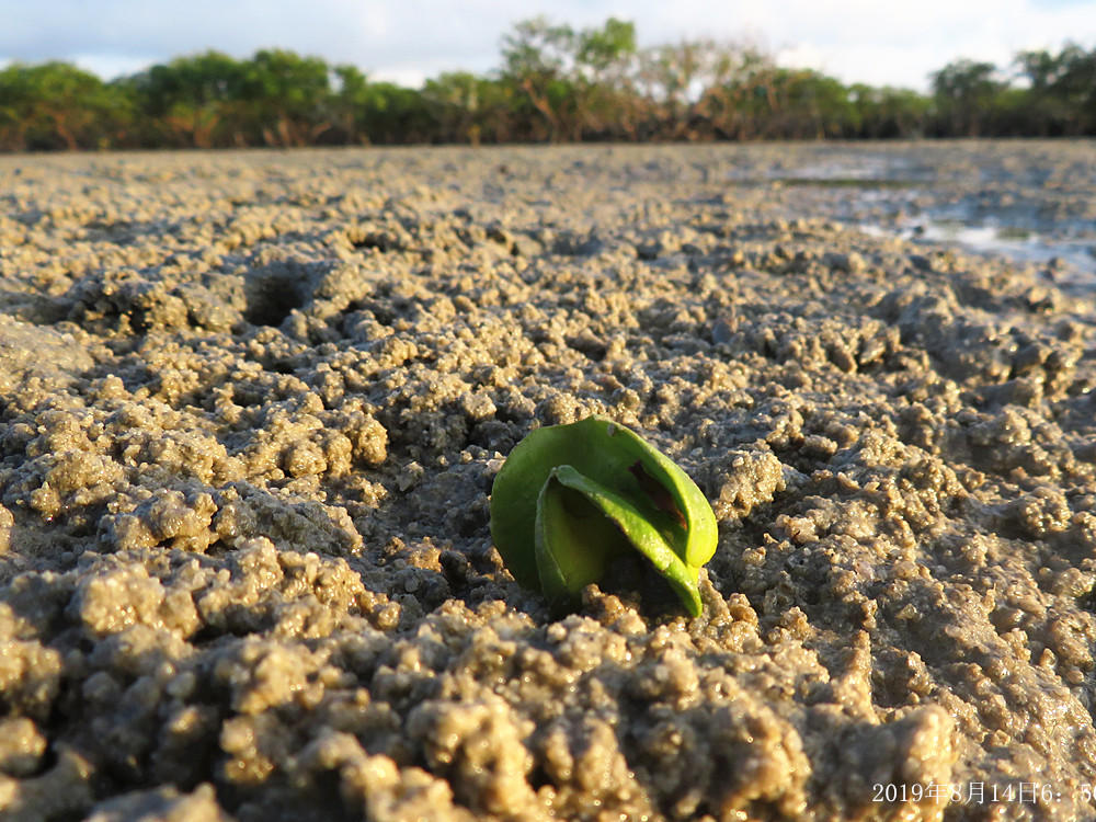 痛心！北海红树林不设防，任你踩任你挖