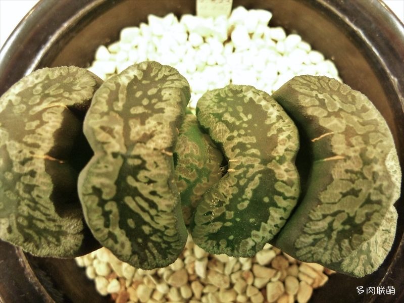 多肉玉露寿的品种图鉴,多肉植物欣赏