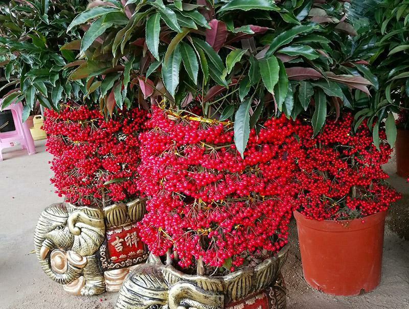 黄金万两换盆后叶子掉光了,黄金万两叶子发黄脱落怎么补救