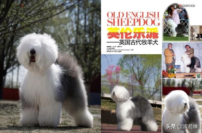 我家小狗两个月怎么爱咬人呢,宠物小狗咬人