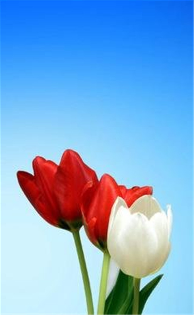 缓解眼睛疲劳动态图壁纸,好看的手机壁纸护眼高清图文