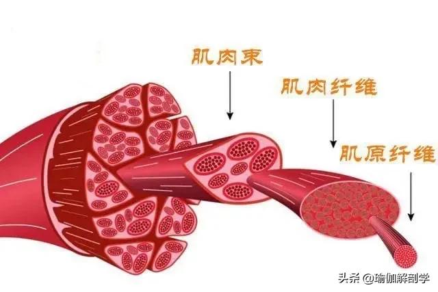 练瑜伽对身材到底有没有帮助,练瑜伽真的能练成这么好的身材吗
