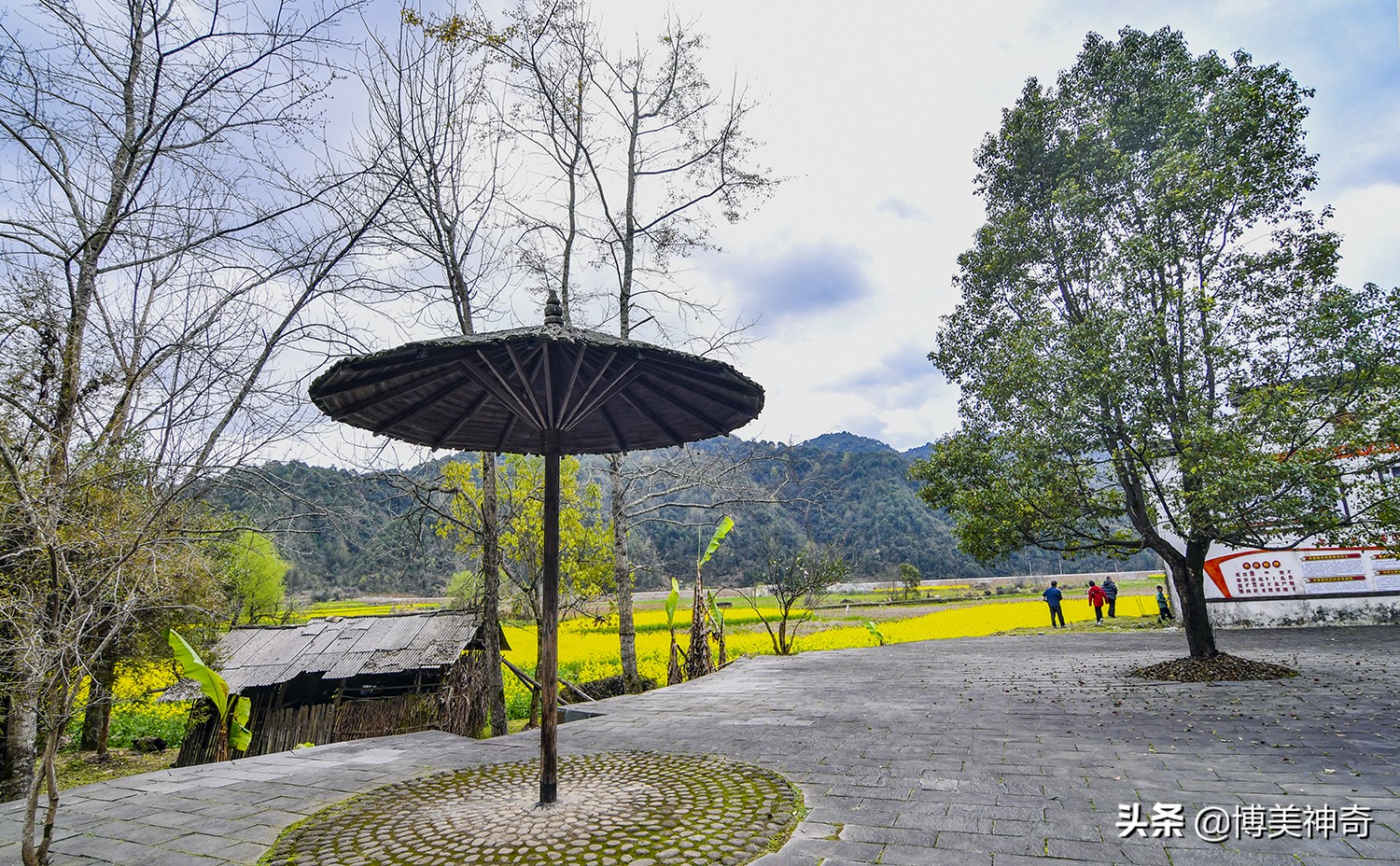 都知严田有棵救皇帝的樟王，却不明那七星伴月是何意，一图见真相