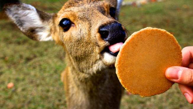 《力量的进化》:动物的竭尽全力只为吟唱生命之歌