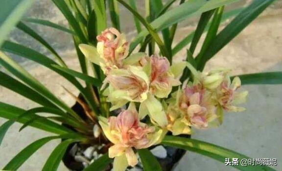 最贵的墨兰多少钱一株,最贵的兰花一品兰