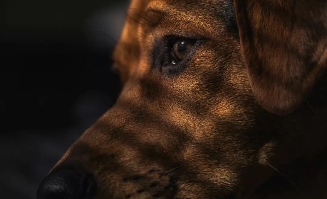 泰迪眼睑溃烂是什么原因,泰迪鼻子红肿流脓怎么回事