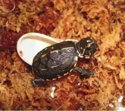 新蛋龟,蛋龟之王蛋龟
