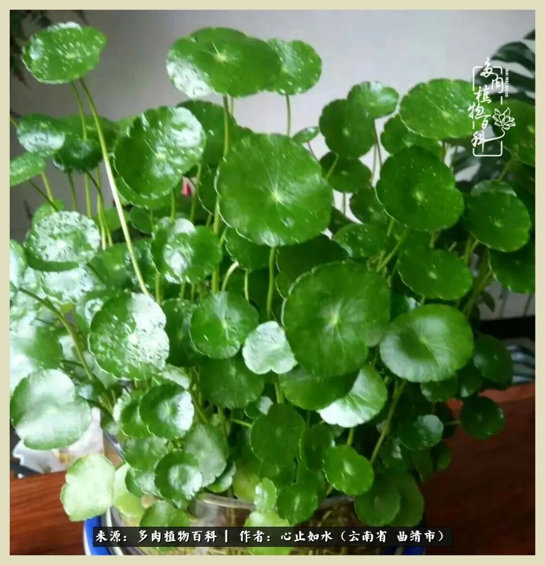 景德镇精品拇指多肉盆,轻奢多肉拇指盆3.5