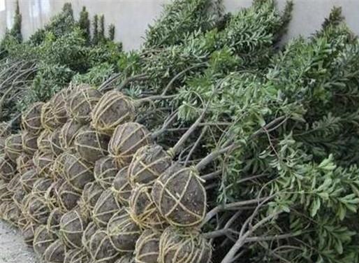 杨梅栽培技术与管理,杨梅种植管理技术