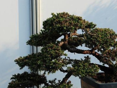 新西兰珍珠柏盆景,珍珠柏盆景耐冻吗