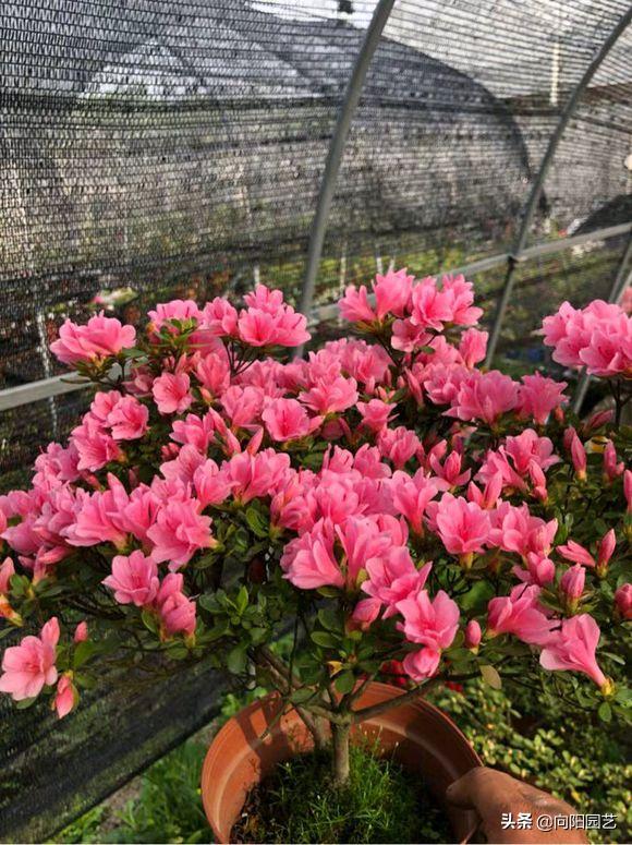 杜鹃花叶片怎么打卷,杜鹃花叶子干枯变脆变卷