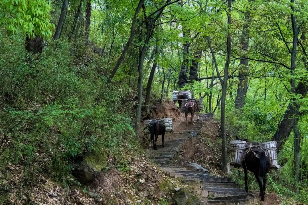 汉中周边踏青的好地方有哪些,汉中乡村游秘境