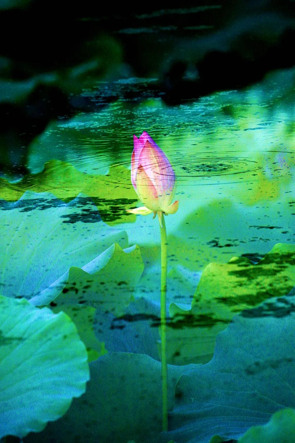 津门网金熙男：梦幻荷韵