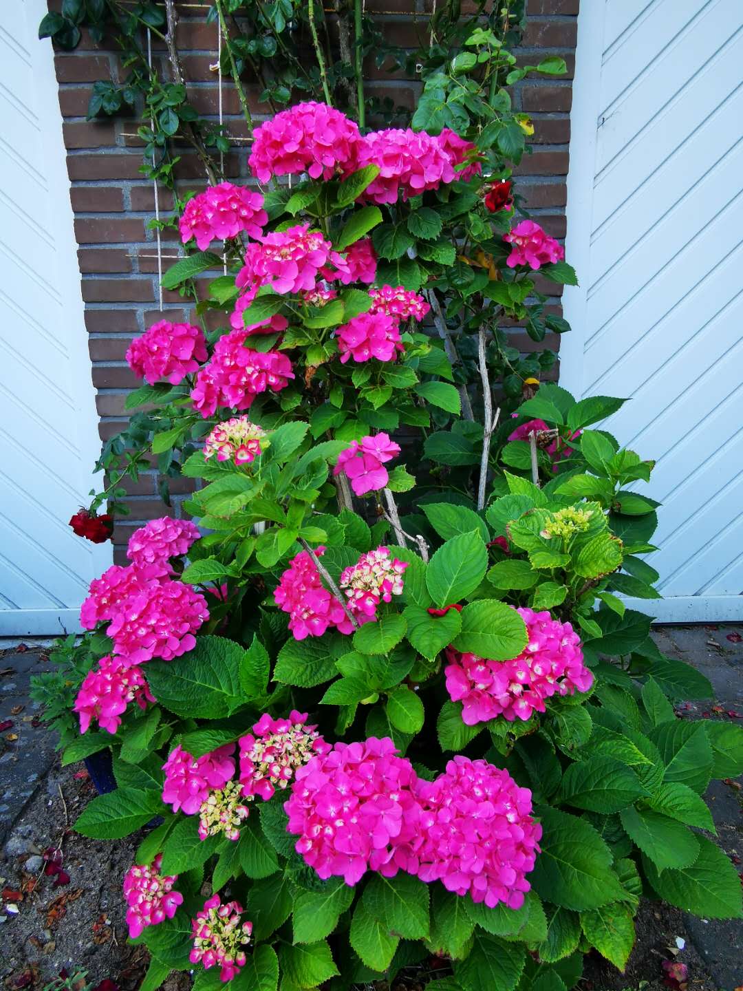 德国的夏天,德国的夏天小说