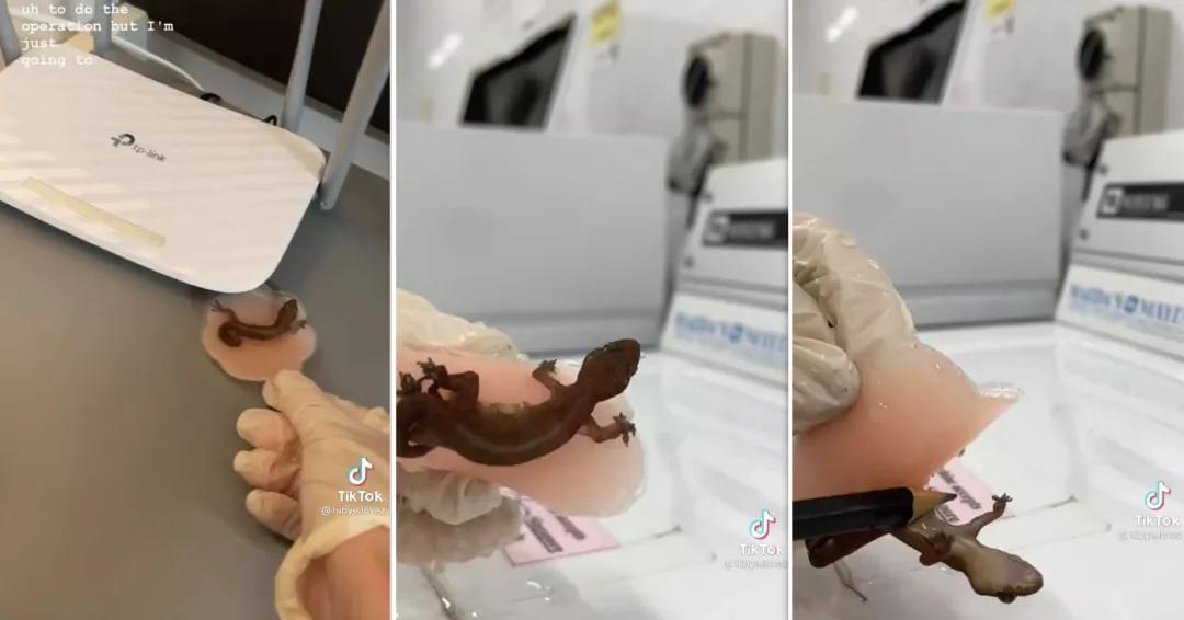 NTU一女生发现胸贴意外丢失，究竟是谁在作祟？