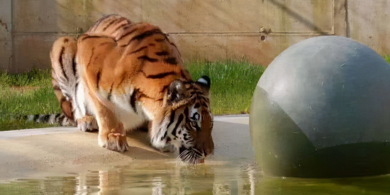 6岁母虎备受牙痛折磨，牙医为它换上“金牙”后，故意张嘴炫耀