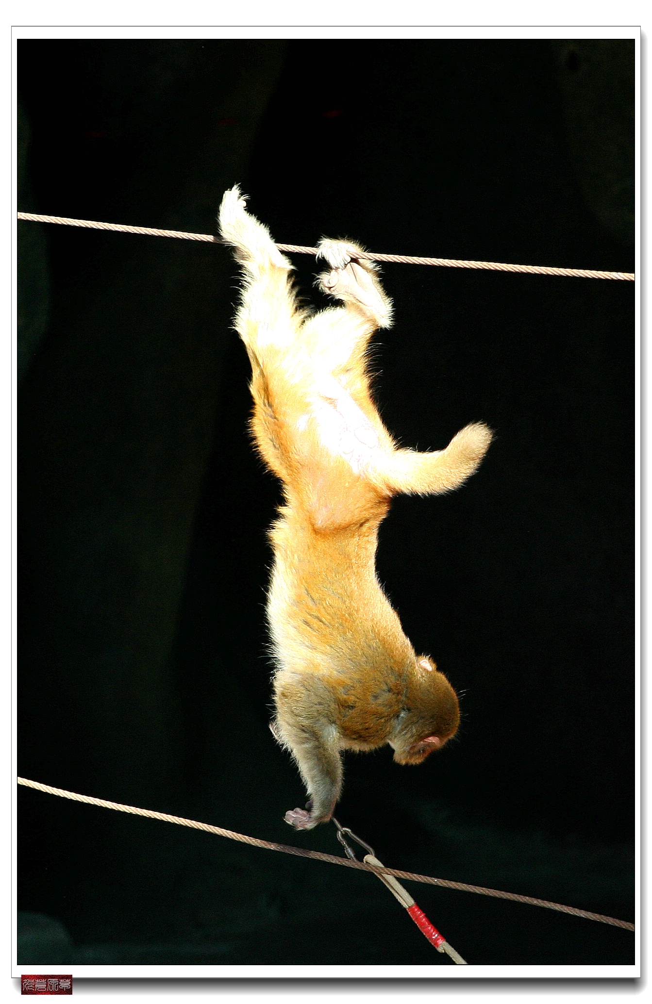 南湾猴岛猕猴王国,猕猴乐园南湾猴岛