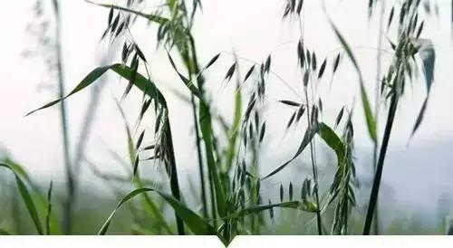 植物小时候和长大的名字不一样,小时候一种类似于甘蔗的植物