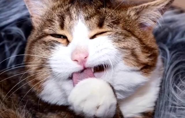 新手养猫公猫还是母猫好点,新手养猫选公的