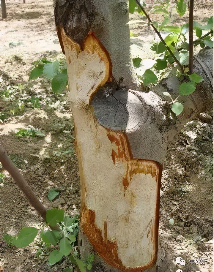雨后果园更清新了吗,雨后果园有什么讲究