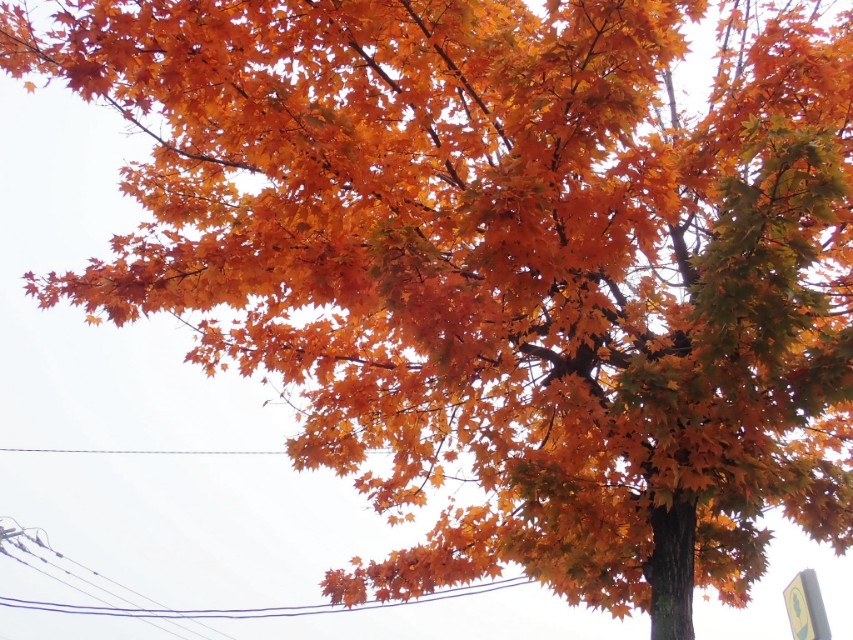 北海道登别到美瑛町需多久,日本北海道美瑛川的雪景