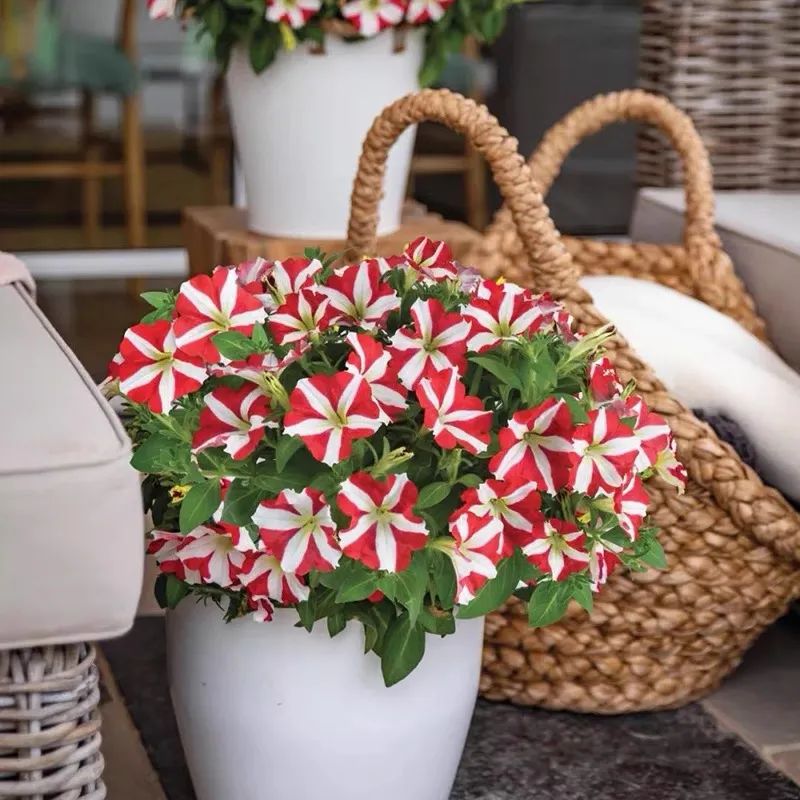 5种花超好养漂亮上档次,这5种花适合春天养