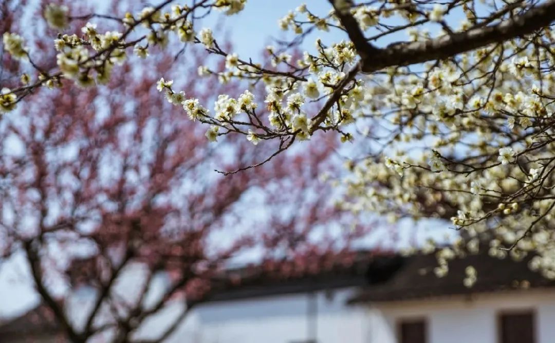 苏州西山十大知名农家乐有哪些,带你走一走苏州的太湖边农家乐